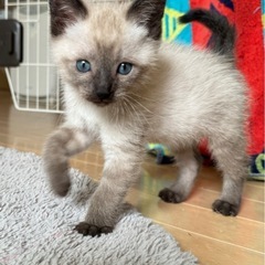 ブルーアイのシャムミックス男の子　生後1ヶ月半
