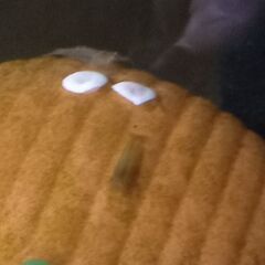 ヌマエビ15匹400円の画像