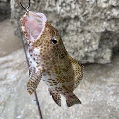 ルアー釣り仲間募集！