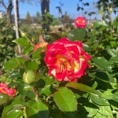 【幸せ】体験会✨