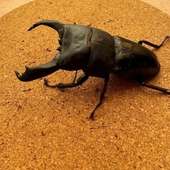 テイオウヒラタ97.3㎜ペア
の画像