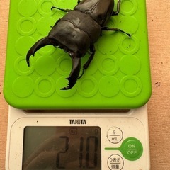 テイオウヒラタ97.3㎜ペア
の画像