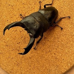 テイオウヒラタ97.3㎜ペア
の画像