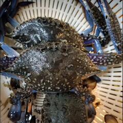 カニ釣り カニ網 3個の画像
