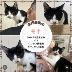 ハチワレ　子猫