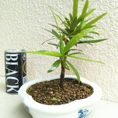 盆栽素材イヌマキの画像
