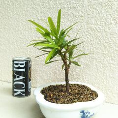 盆栽素材イヌマキの画像