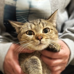 里親さんを募集しております