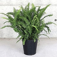 観葉植物