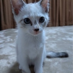 2ヶ月のメス猫ちゃん