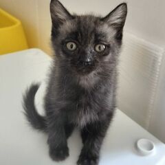 かわいすぎる、姉妹