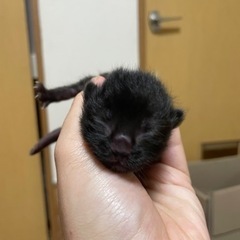 子猫お譲りいたします