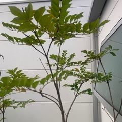 シマトネリコ植木観葉植物の画像