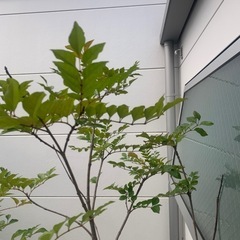 シマトネリコ植木観葉植物の画像