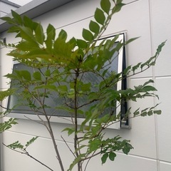 シマトネリコ植木観葉植物の画像