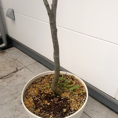 シマトネリコ植木観葉植物の画像