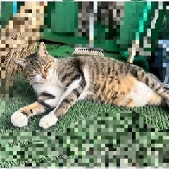 飼い主が亡くなり、遺族に捨てられた猫ちゃん③