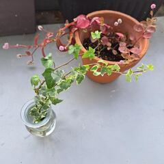 ヒメツルソバ 植木鉢5号付き & アイビー根差し