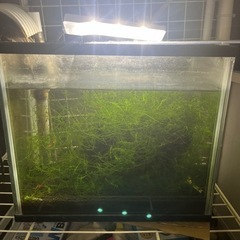 シュリンプ飼育セット