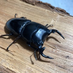 グランディスオオクワガタ♂♀
の画像