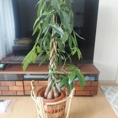 観葉植物 パキラ 鉢付