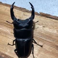 オオクワガタ81mm♂♀