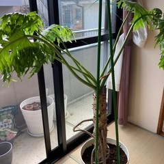 フィロデンドロン　セローム　根上り　かっこいいの画像