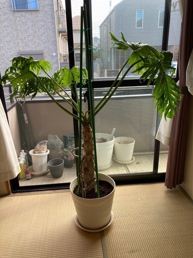 フィロデンドロン　セローム　根上り　かっこいい