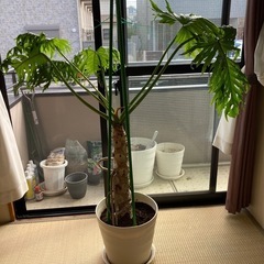 フィロデンドロン　セローム　根上り　かっこいいの画像