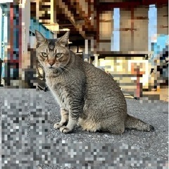 飼い主が亡くなり、すてられた9歳猫