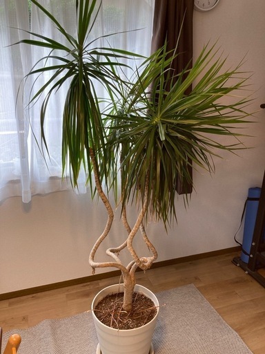 巨大！ドラセナ コンシンネ  1.6m  曲り龍