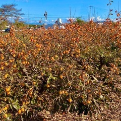 静岡県浜北　大平産　干し柿　渋柿　立石柿　吊るし柿　10kgの画像