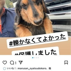 迷い犬だそうです。
