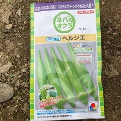 オクラ　かぼちゃの種の画像