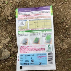 オクラ　かぼちゃの種の画像