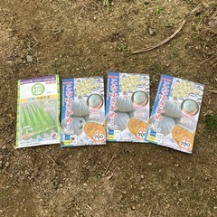 オクラ　かぼちゃの種