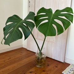観葉植物　モンステラ