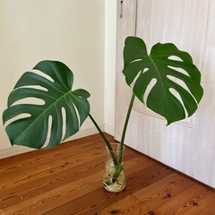 観葉植物モンステラ