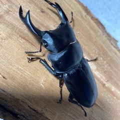 オオクワガタ山梨産♂♀  
取引中❗️の画像