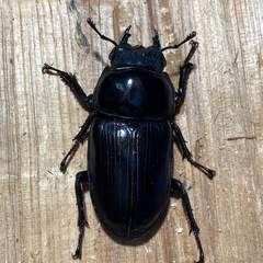 オオクワガタ山梨産♂♀  
取引中❗️の画像