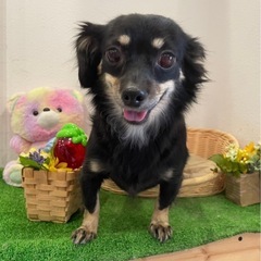 『里親候補決まりました』チワワとダックスのMIX犬です