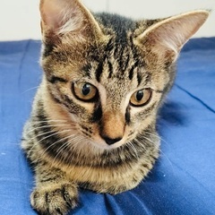 可愛い姉妹猫 - 猫