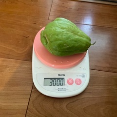 無農薬野菜　ハヤトウリ　の画像