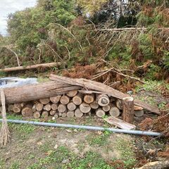 ④杉　玉切り　未乾燥の画像