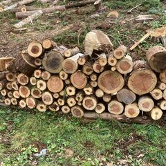 ④杉　玉切り　未乾燥の画像