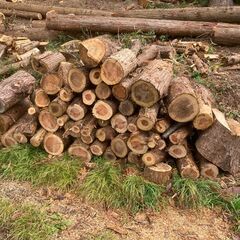 ④杉　玉切り　未乾燥の画像