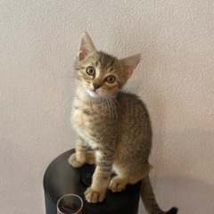 子猫の里親募集