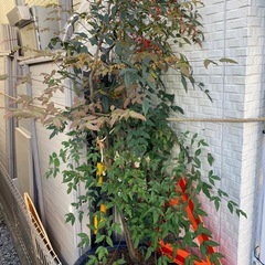植物の画像