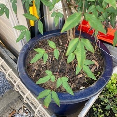 植物の画像
