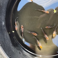 メダカ